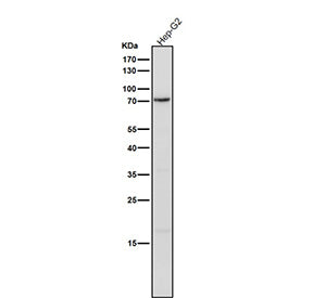 Western blot testing of huma HepG2 cell lysate using the Phospho-PKC delta (Tyr311) antibody at 1:10