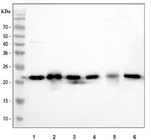 DJ-1 Antibody