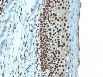 IHC testing of FFPE human tonsil with recombinant Histone H1 antibody (clone r1415-1). Required HIER