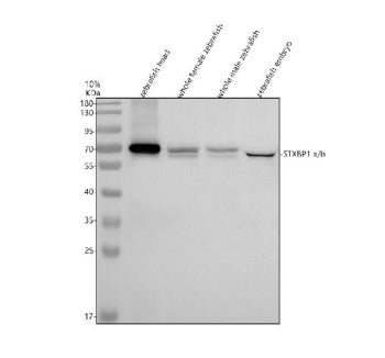 Western blot analysis of Stxbp1a/b protein using Zebrafish Stxbp1 antibody and 1) zebrafish head, 2)