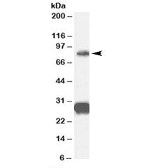 FOXP2 Antibody