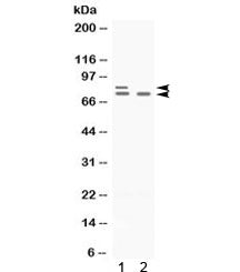 PLZF Antibody / ZBTB16