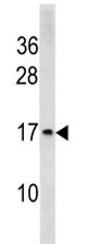 Histone H3 Antibody