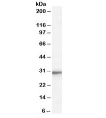 Western blot testing of HepG2 cell lysate with RPL8 antibody at 0.01ug/ml. Predicted molecular weigh