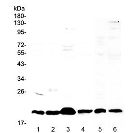 Western blot testing of 1) mouse stomach, 2) mouse spleen, 3) mouse thymus, 4) mouse small intestine