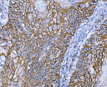 CD44 Antibody