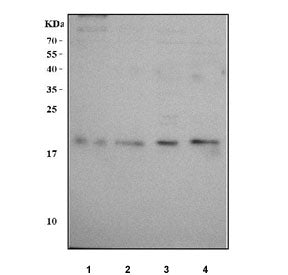 Western blot testing of human 1) LNCaP, 2) U-2 OS, 3) Caco-2 and 4) A431 cell lysate with NME6 antib