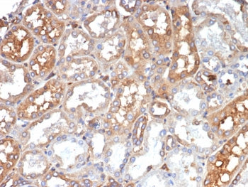 IHC staining of FFPE human kidney tissue with Transferrin antibody (clone TF/4799). HIER: boil tissu