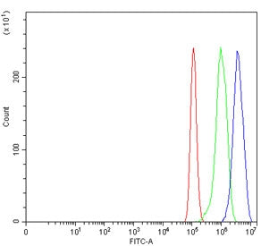 TGIF Antibody / TGIF1 / 5-TG-3-interacting factor 1