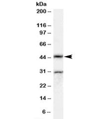 Actl7b Antibody