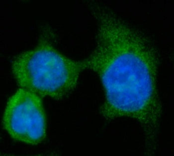 Immunofluorescent staining of FFPE human Caco-2 cells with AASS antibody (green) and DAPI nuclear st