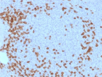 IHC testing of human spleen tissue with CD3e antibody (clone C3e/1931). Required HIER: boil tissue s