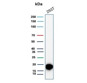 Survivin Antibody / BIRC5