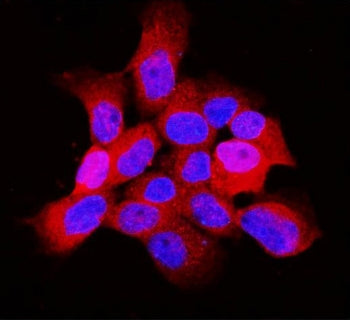 ARF6 Antibody