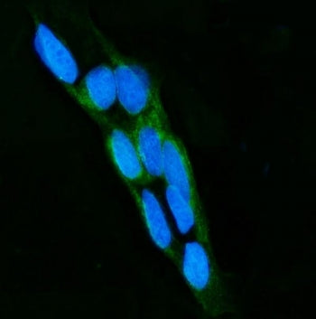 Immunofluorescent staining of FFPE human Caco-2 cells with LPO antibody (green) and DAPI nuclear sta