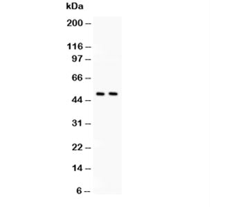 Western blot testing of c-Myc antibody and Lane 1: HeLa; 2: HEPG2 lysate