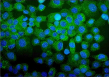 CDC123 Antibody