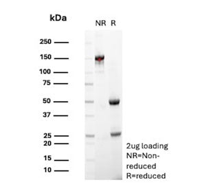 SDS-PAGE analysis of purified, BSA-free MUC18 antibody (clone OJ79c) as confirmation of integrity an