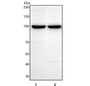 Western blot testing of human 1) HEL and 2) RT4 cell lysate with Schlafen 13 antibody. Predicted mol