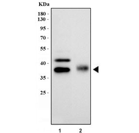 Western blot testing of Podoplanin antibody and Lane 1: rat lung; 2: mouse lung tissue lysate. Predi