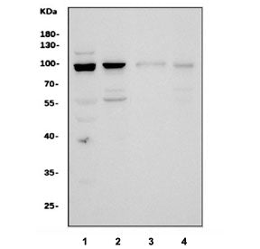 KHSRP Antibody / FUBP2