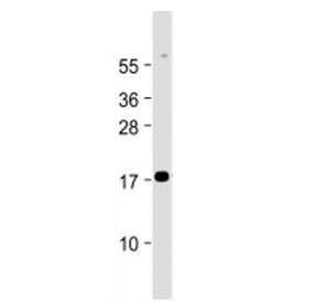 Western blot testing of Chemerin antibody at 1:2000 dilution + human lung lysate. Predicted molecula