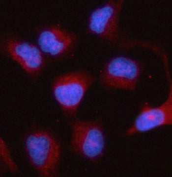 Immunofluorescent staining of FFPE human HeLa cells with Prostaglandin E synthase 2 antibody (red) a