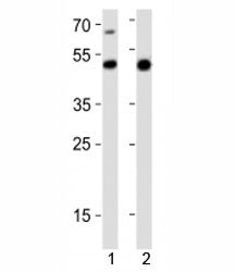 Gata6 Antibody