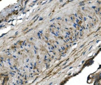 IHC staining of FFPE human placenta with GNG4 antibody. HIER: boil tissue sections in pH8 EDTA for 2