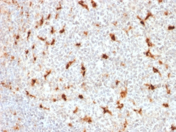 IHC staining of FFPE human tonsil with CD68 antibody (LAMP4/1830). HIER: boil tissue sections in pH6