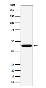 Western blot analysis of KCTD9 expression in human HepG2 cell lysate. Predicted molecular weight ~43