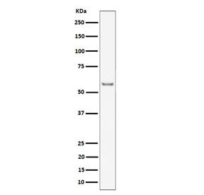 ICAM2 Antibody
