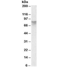 Western blot testing of human cerebellum lysate with AFM antibody at 0.3ug/ml. Predicted molecular w