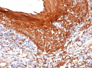 STING1 Antibody / TMEM173 / ERIS / MITA