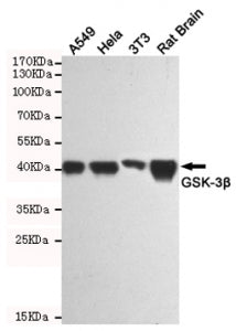 Western blot testing of human A549, human HeLa, mouse NIH3T3 and rat brain lysates using GSK3B antib