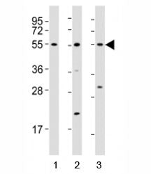 Runx1 Antibody