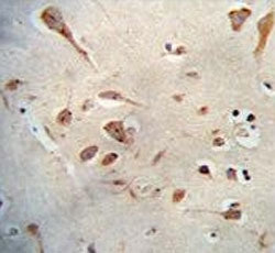 IHC testing of FFPE human brain tissue with SERPINI1 antibody. HIER: steam section in pH6 citrate bu