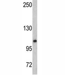 Western blot analysis of OGT antibody and mouse bladder tissue lysate. Expected/observed molecular w