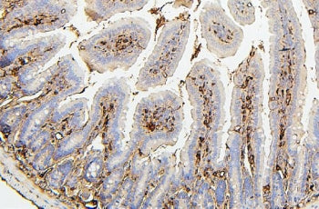 IHC staining of FFPE mouse intestine with PLK1 antibody. HIER: boil tissue sections in pH6, 10mM cit