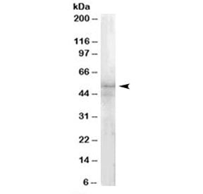 Western blot testing of HeLa lysate with IRAK4 antibody at 1ug/ml. Predicted molecular weight: ~52 k