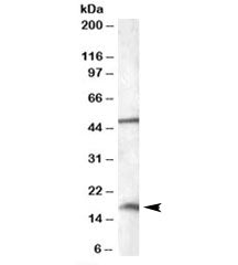 RBM3 Antibody