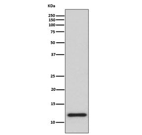 Western blot testing of human HeLa cell lysate with TRX antibody. Predicted molecular weight ~12 kDa