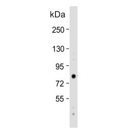 Western blot testing of human HeLa cell lysate with EIF3B antibody. Predicted molecular weight ~69 k
