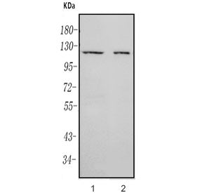 Western blot testing of 1) human Jurkat and 2) mouse thymus lysate with RAG1 antibody. Predicted mol