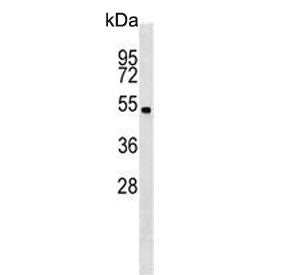 Western blot testing of mouse cerebellum tissue lysate with Stk11 antibody. Predicted molecular weig