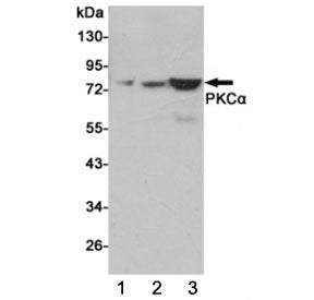 Western blot testing of 1) human C2C12, 2) monkey COS7 and 3) rat C6 cell lysates using PKC alpha an