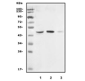 Western blot testing of 1) human Caco-2, 2) rat skeletal muscle and 3) mouse skeletal muscle with GD
