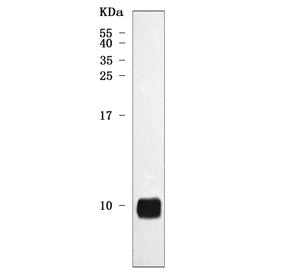 Western blot testing of rat heart tissue lysate with NDUFA3 antibody. Predicted molecular weight ~9 