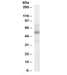 LXRA/B Antibody