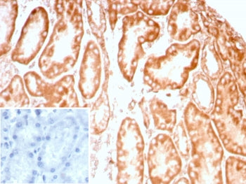IHC staining of FFPE human kidney tissue with recombinant CD91 antibody (clone LRP1/8947R) Inset: PB